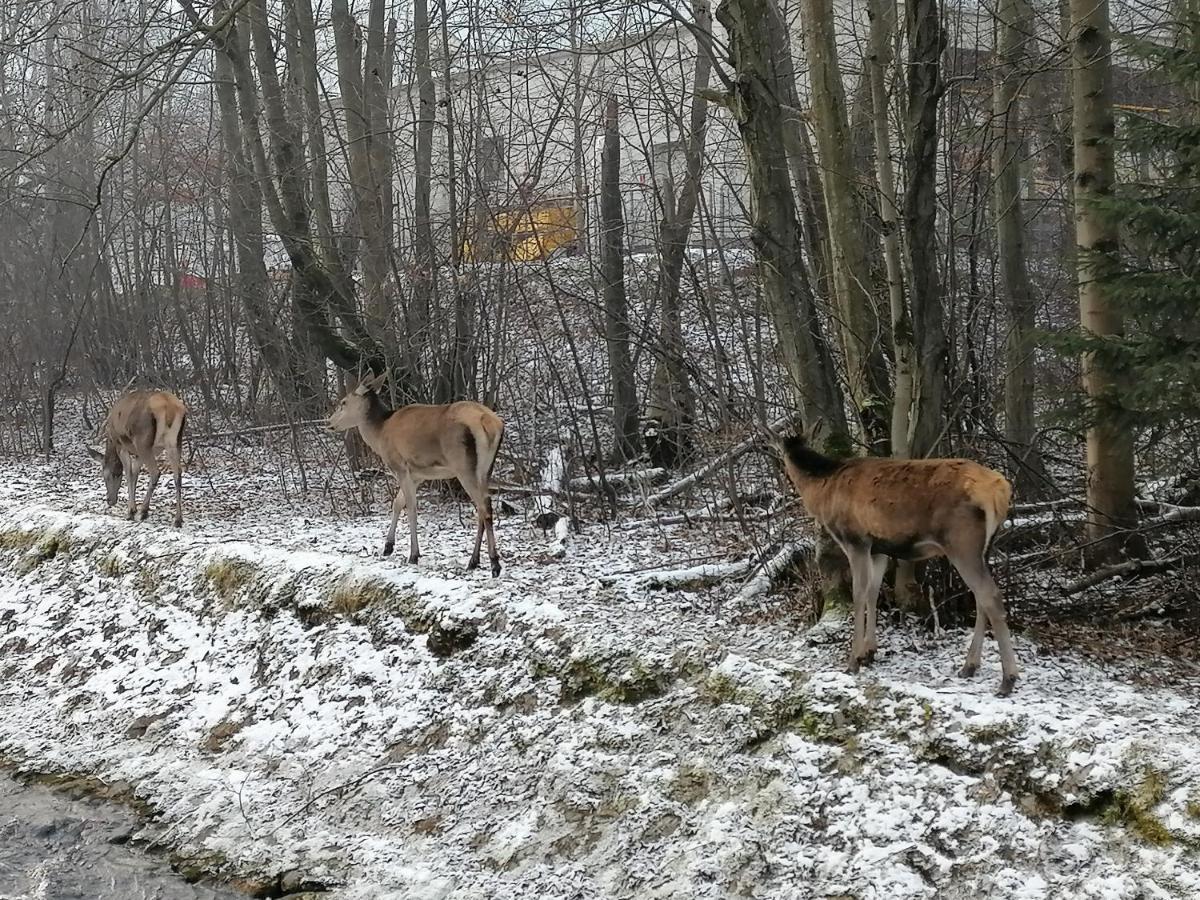 Willa U Kosle 2 Daire Zakopane Dış mekan fotoğraf